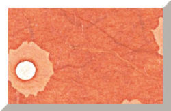 PASSEPARTOUT 537, 1.6 mm 70 x 100 cm