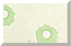 PASSEPARTOUT 539, 1.6 mm 70 x 100 cm